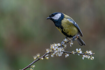 Great Tit (Parus major) on a branch with white flowers (Prunus spinosa) in the forest of Noord Brabant in the Netherlands.                                                    