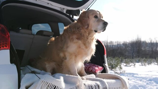 Golden retriever dog sits in car trunk in winter snow forest. Purebred pet labrador in vehicle at nature.