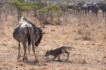 Naklejka na ściany i meble Wildebeest Mother Watches Newborn Struggle to Stand in Nairobi National Park. 