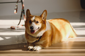 Portrait of cute puppy red Corgi dog with happy eyes lying on the floor. High quality photo