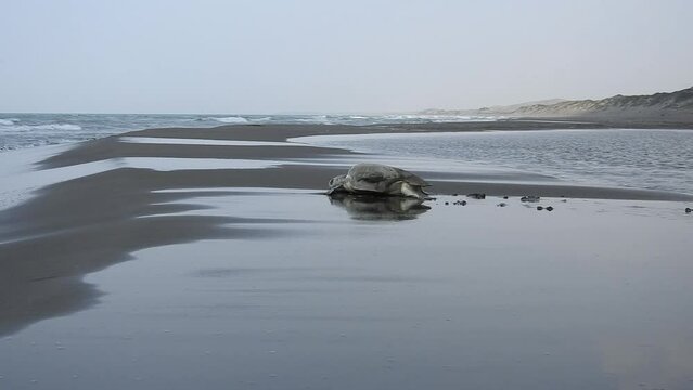 Kemp's Ridley Sea Turtle, Lepidochelys kempii, tortuga lora, walks towards the sea shot from the ground with the sea in the background. La Mancha, Veracruz, M&eacute;xico