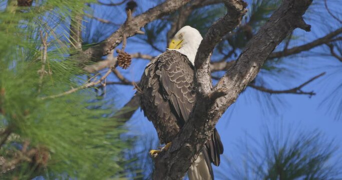 Bald eagle pruning chest feathers in florida pine tree with nice light
