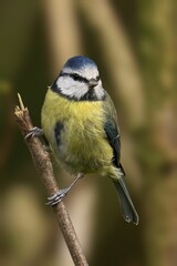 Naklejka premium Blue tit perching on wood