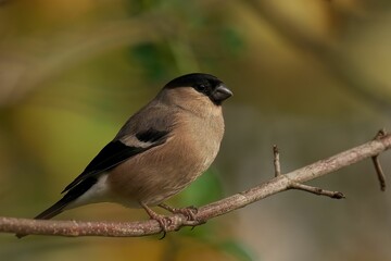 Bullfinch perching on tree branch