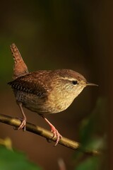 Vertical shot of a wren perched on a branch