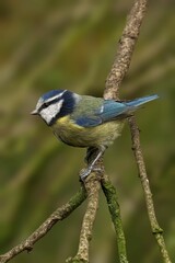 Vertical shot of a blue tit perched on a branch