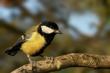 Great tit perching on branch