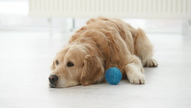 Golden retriever dog lying on floor with blue toy and resting at home. Purebred pet doggy labrador indoors