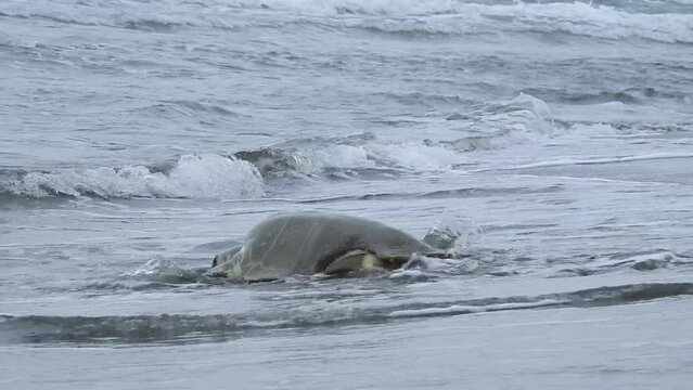 Kemp's Ridley Sea Turtle, Lepidochelys kempii, tortuga lora, walks into the sea and disappears in the waves. La Mancha, Veracruz, Mexico