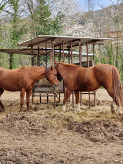 Obraz premium horse and foal