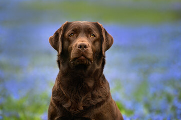 chocolate labrador retriever dog portrait outdoors in spring