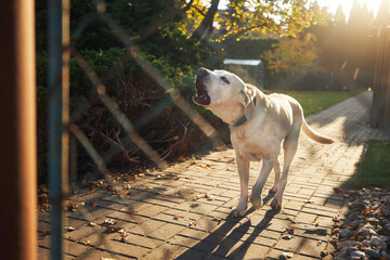 Barking dog behind fence. Noisy labrador retriever guarding house.. - 593541775