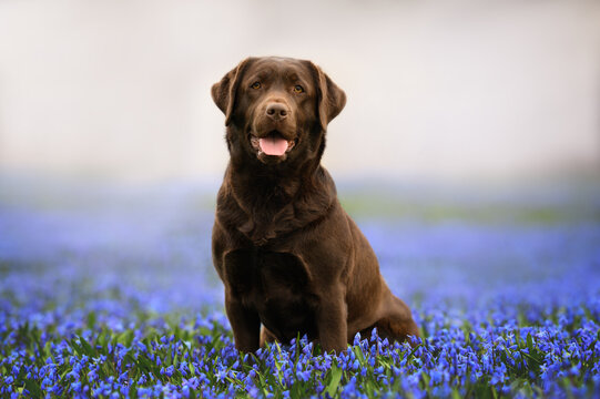 happy labrador retriever dog posing on a field of blooming scilla flowers