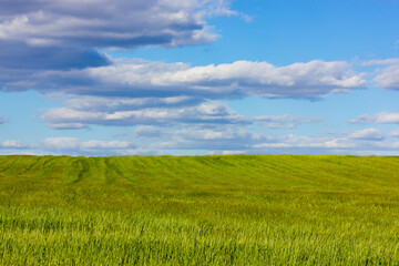 Fototapeta na wymiar Green meadow with blue sky and clouds outdoors in sunny spring summer day. Farmland landscape in springtime season. Growing corn plants on a field. Composition of nature. Calm scene. Agriculture theme