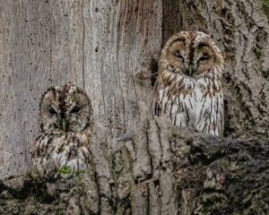 Low angle shot of tawny owls perched on a tree