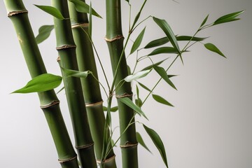 Fototapeta na wymiar Green Bamboo stems isolated on the white background. Generative AI
