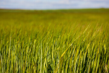 Wheat fields. Grassy land low angle view. Green meadow outdoors in spring summer day. Farmland landscape in springtime season Growing corn plants on fields Composition of nature. Agriculture business.