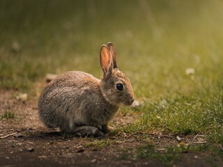 Naklejka na ściany i meble Closeup shot of an adorable fluffy brown rabbit on a field