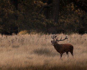 Beautiful shot of a large brown deer with antlers growling on a field