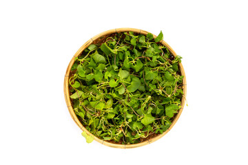 Gotu kola plant or Asiatic pennywort, Indian pennywort