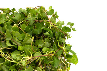 Gotu kola plant or Asiatic pennywort, Indian pennywort
