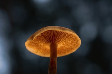 Closeup of a yellow mushroom cap