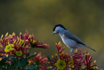 Closeup of a Marsh tit on beautiful flowersa