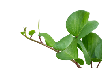 Goat’s foot creeper, Beach morning glory or Ipomoea pes-caprae is a Thai herb isolated on white background included clipping path.