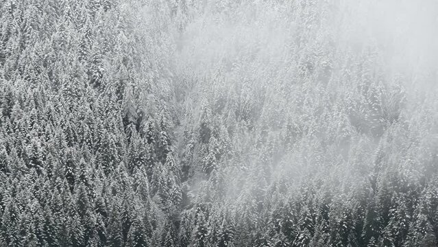 un bel timelapse di nuvole nel bosco, nuvole sul bosco innevato che si spostano con il vento