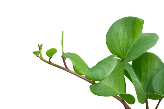 Goat&rsquo;s foot creeper, Beach morning glory or Ipomoea pes-caprae is a Thai herb isolated on white background included clipping path.