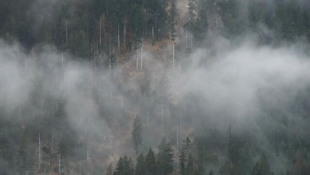 nuvole si uovono lentamente al di sopra di un bosco di abeti, il lento movimento delle nuvole in montagna