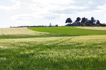 Green meadow with cloudy sky and the trees on horizon in sunny spring summer day. Farmland landscape in springtime. Growing corn plants on a field. Composition of nature. Calm scene. Agriculture theme