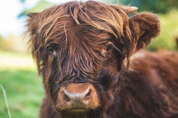 Closeup of Scottish Highland Cow Calf