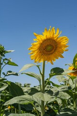 Vertical shot of a sunflower in bloom under the sun