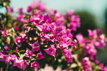 Closeup of beautiful Bougainvillea glabra flowers in a garden