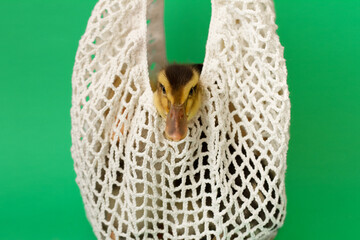 small yellow variegated duckling in white mesh string bag on green background, selective focus