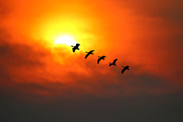Flock of Fulvous whistling duck flying in the sky at sunset.