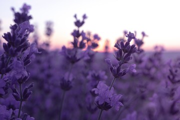 Fototapeta na wymiar Lavender flower field closeup on sunset, fresh purple aromatic flowers for natural background. Design template for lifestyle illustration. Violet lavender field in Provence, France.