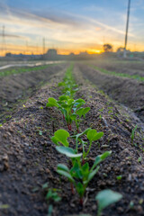 Sunset in the countryside