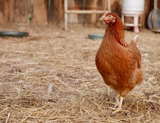 Close up of happy free range chicken.