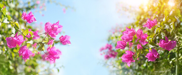 Blossoming bougainvillea Magenta flowers close up, abstract blurred sunny natural background. south...