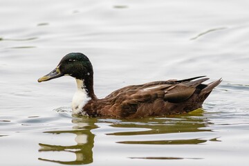 Closeup of a Duclair duck swimming in a pond