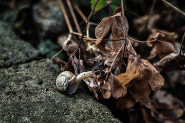 a small snail crawls along the ground to a yellow dry leaf