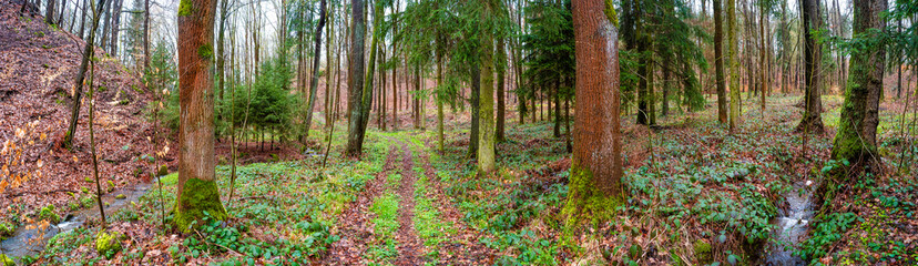 Panoramic view over a woodland track in magical deciduous and pine forest with ancient aged trees just after rain, Germany, at warm sunset Spring evening
