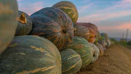 Beautiful pumpkins