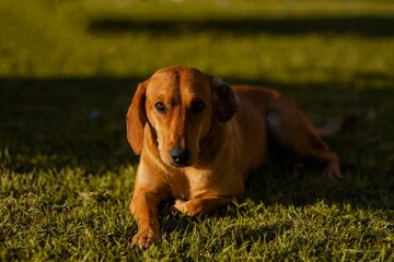Closeup of a cute Dachshund dog sitting on the ground in a park