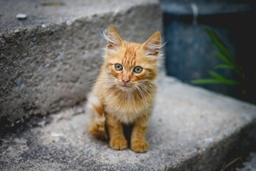 Closeup of a cute kitten on the ground against blurred background