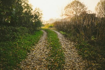 Scenic view of a trail along green shrubs and fields in the countryside on a foggy autumn day