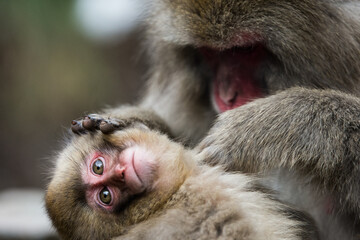 子猿と親猿の母子愛、子猿の瞳が綺麗