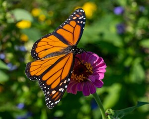 Close-up of an orange Monarch Danaid (Danaus plexippus) butterfly resting on a flower - Powered by Adobe